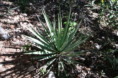 Yucca madrensis, photographed by Mike Ostrowski