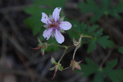 Geranium caespitosum, photographed by Mike Ostrowski
