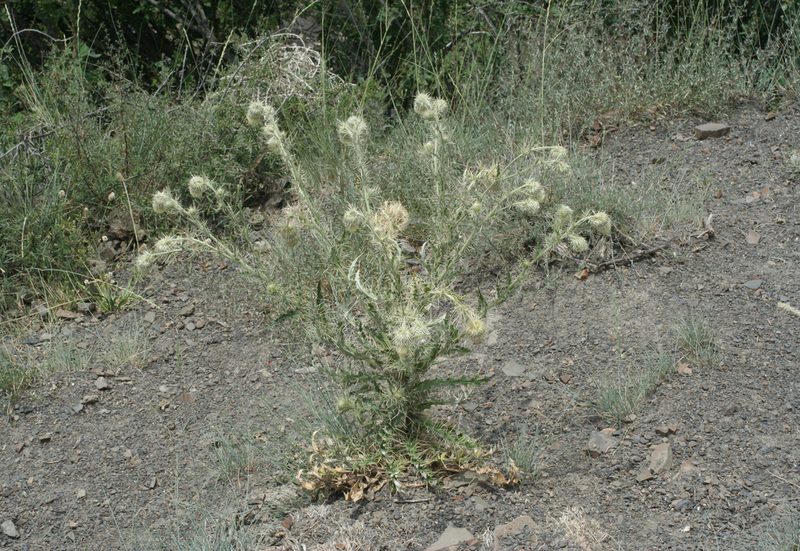 Cirsium echinus, photographed by Oleg Kosterin