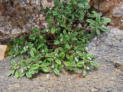 Heliotropium microstachyum, photographed by Annika Lindqvist