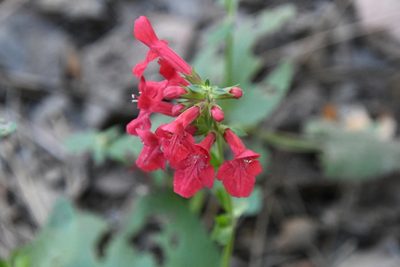 Stachys coccinea, photographed by Mike Ostrowski
