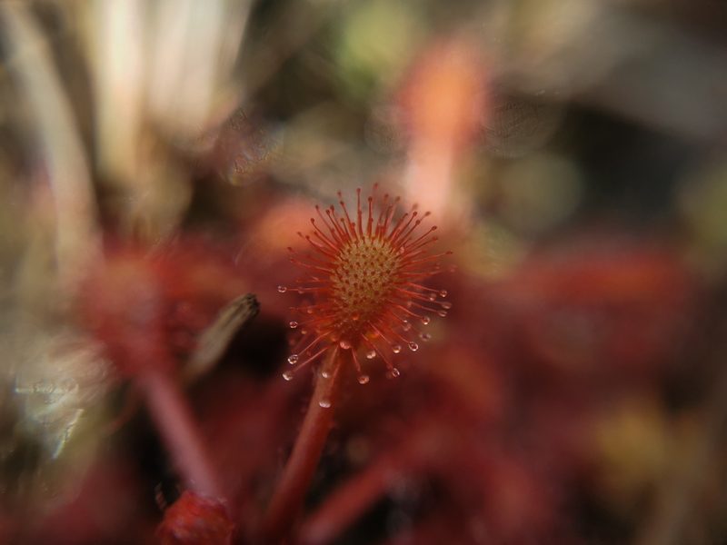 Drosera communis, photographed by Jean Martins