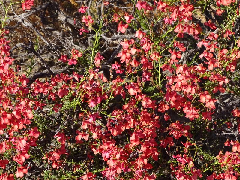 Hermannia grandiflora, photographed by Shaun Swanepoel