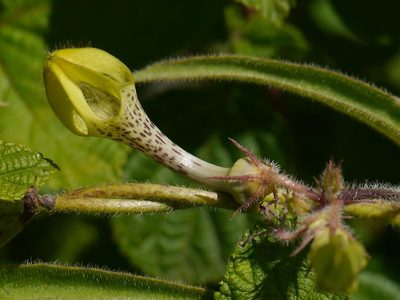 Ceropegia hirsuta, photographed by Dinesh Valke