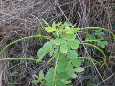 Senna obtusifolia, photographed by Ryan Watson