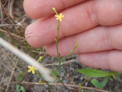 Hypericum gentianoides, photographed by Ryan Watson