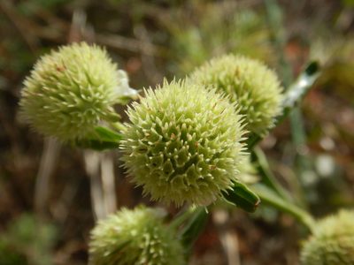 Hyptis alata, photographed by Ryan Watson