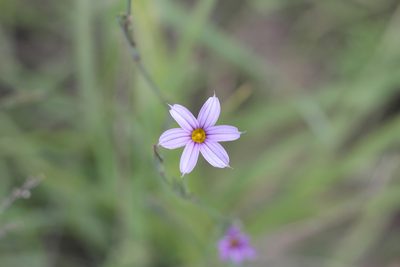 Sisyrinchium platense, photographed by Romi Galeota Lencina