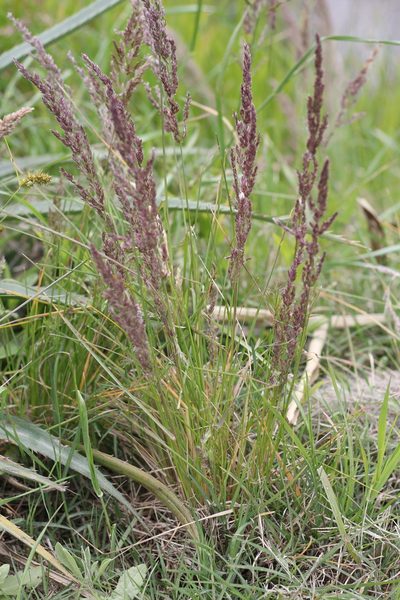 Poa ligularis, photographed by Romi Galeota Lencina