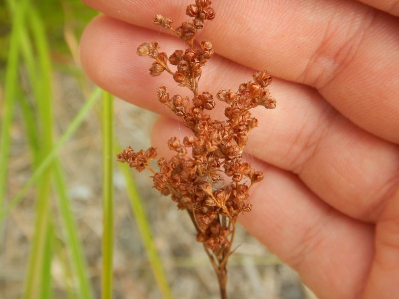 Juncus marginatus, photographed by Ryan Watson