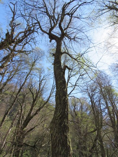 Nothofagus alpina, photographed by Nicolas Olejnik