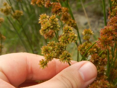 Juncus megacephalus, photographed by Ryan Watson