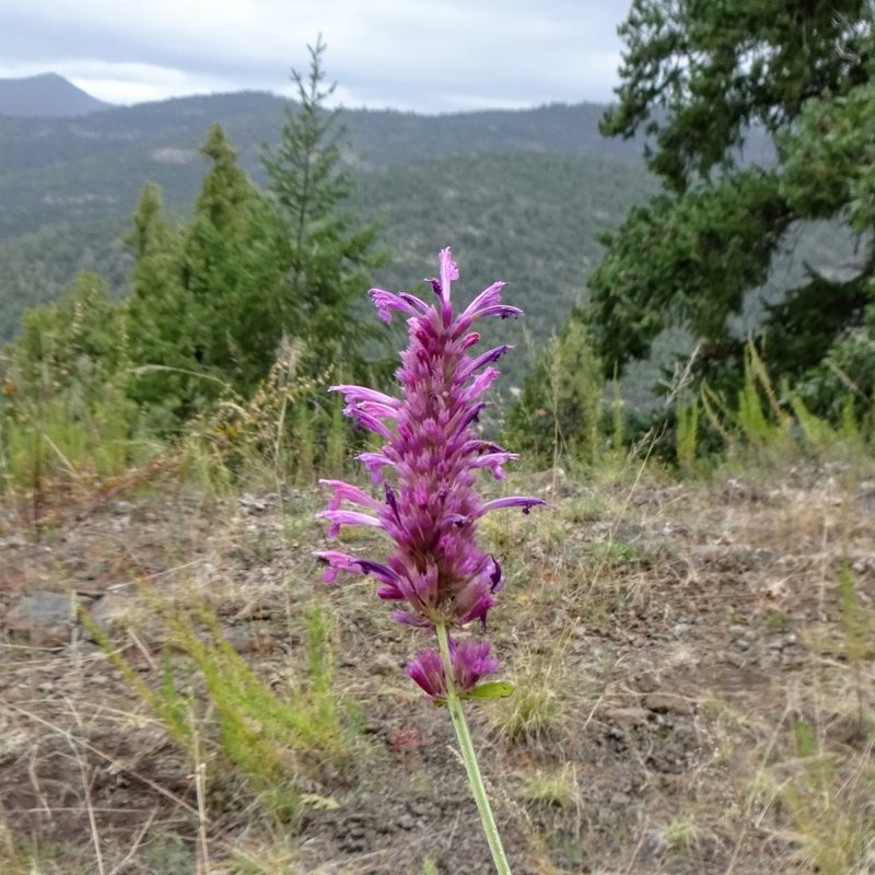Agastache pallidiflora, photographed by Andrew Tree