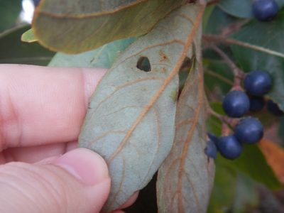 Persea palustris, photographed by Ryan Watson