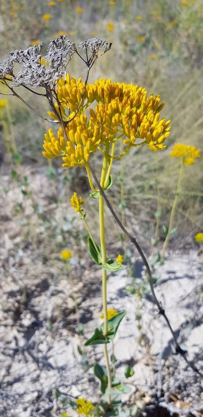 Flaveria chlorifolia, photographed by Hamlet Avilés Arnaut