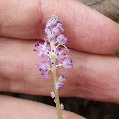 Barnardia numidica, photographed by Mehdi Chetibi