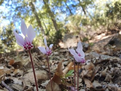 Cyclamen africanum, photographed by Mehdi Chetibi