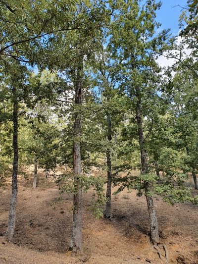 Quercus afares, photographed by Mehdi Chetibi