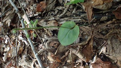 Malaxis unifolia, photographed by John Abrams