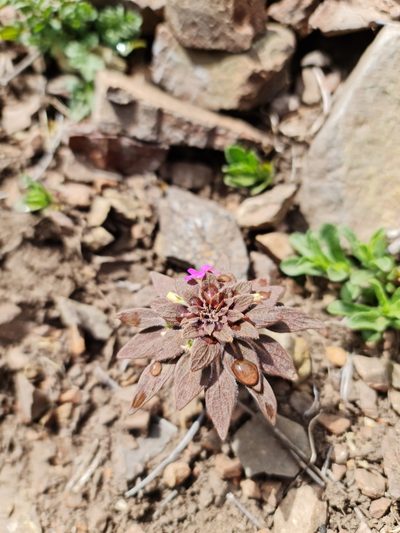 Viola subandina, photographed by Javier Conejeros Gastó