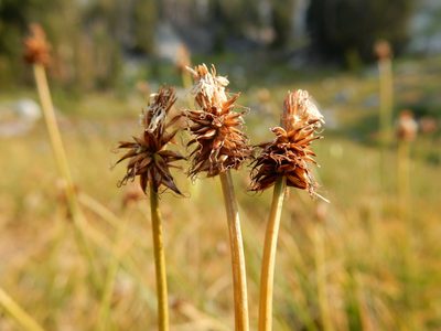 Carex nigricans, photographed by Matt Lavin
