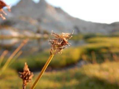 Carex nigricans, photographed by Matt Lavin