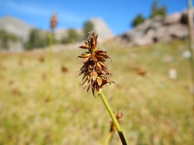 Carex nigricans, photographed by Matt Lavin