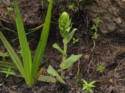 Satyrium bicallosum, photographed by Jeremy Gilmore
