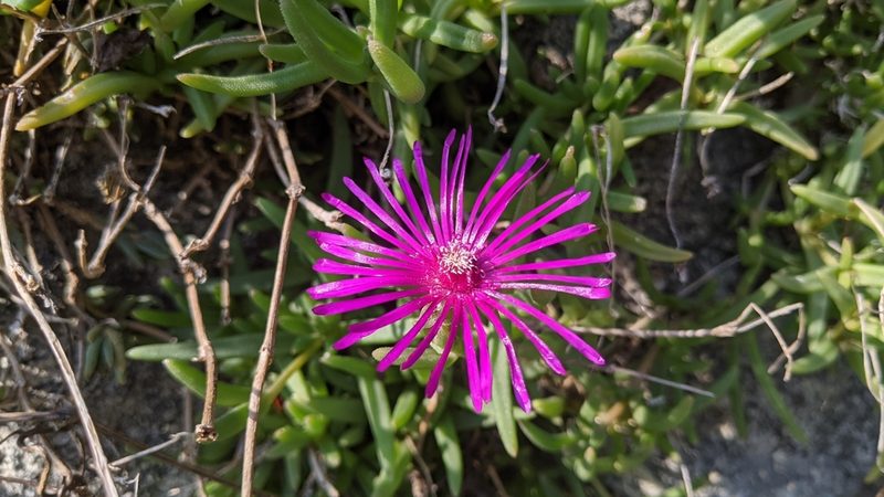 Delosperma cooperi, photographed by Philipp
