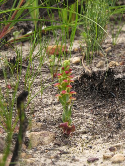 Disa pygmaea, photographed by Jeremy Gilmore