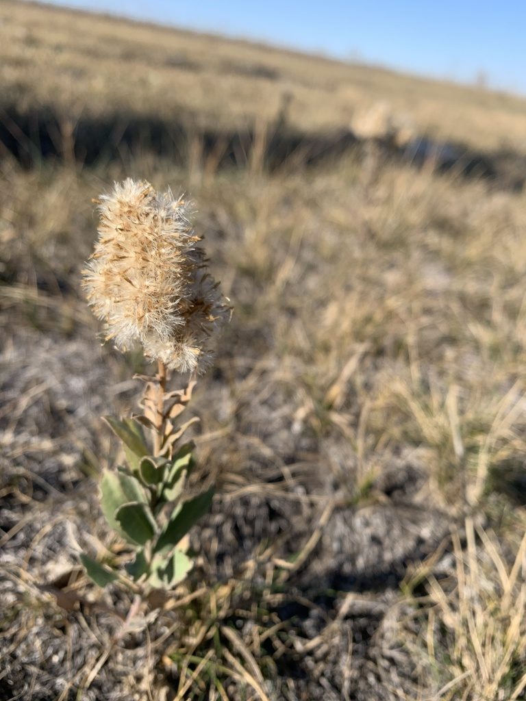Solidago mollis, photographed by birdnirdfoley