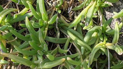 Delosperma cooperi, photographed by Philipp