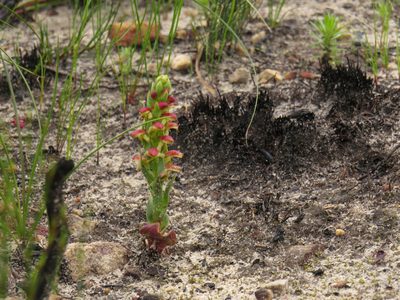 Disa pygmaea, photographed by Jeremy Gilmore