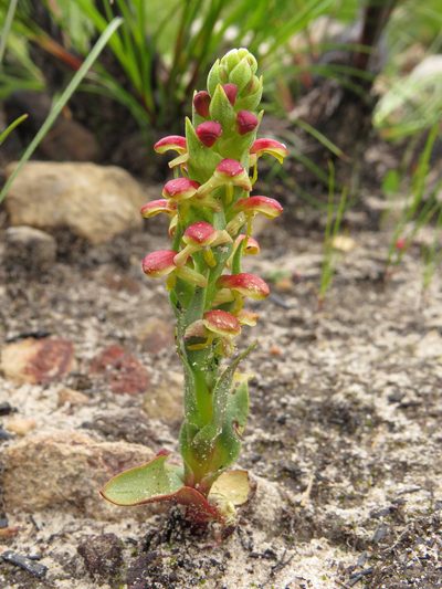 Disa pygmaea, photographed by Jeremy Gilmore