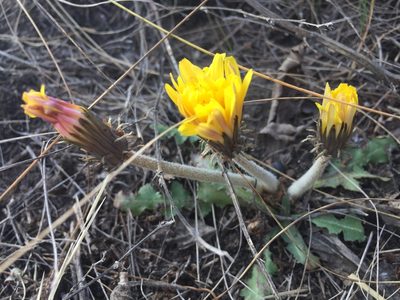 Taraxacum serotinum, photographed by Елена Патерикина