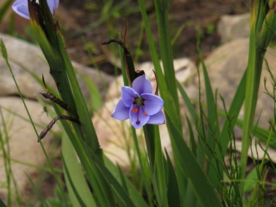 Aristea spiralis, photographed by Jeremy Gilmore