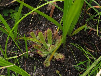 Drosera ericgreenii, photographed by Jeremy Gilmore