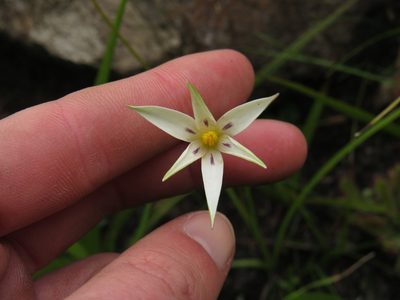 Pauridia capensis, photographed by Jeremy Gilmore