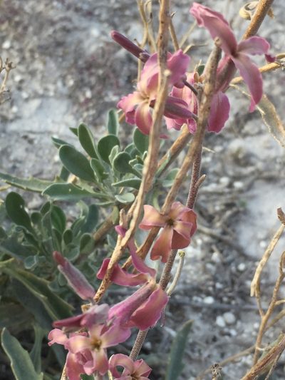 Matthiola fragrans, photographed by Елена Патерикина