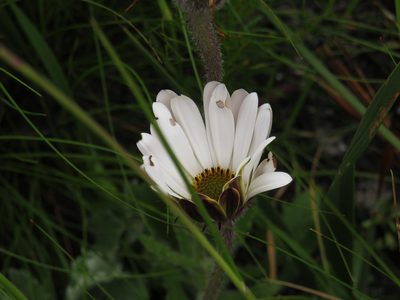 Dimorphotheca nudicaulis, photographed by Jeremy Gilmore