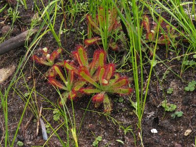 Drosera ericgreenii, photographed by Jeremy Gilmore