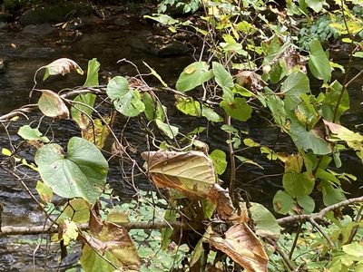 Aristolochia macrophylla, photographed by ladyjanaye