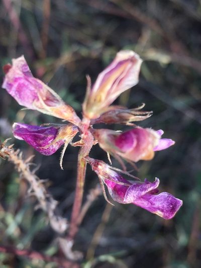 Hedysarum ucrainicum, photographed by Елена Патерикина