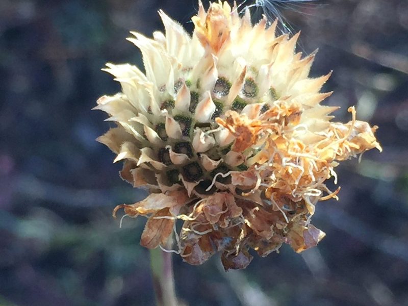 Cephalaria uralensis, photographed by Елена Патерикина