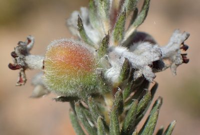 Phylica mundii, photographed by Nicola van Berkel