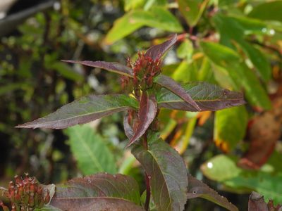 Diervilla sessilifolia, photographed by Michael J. Papay