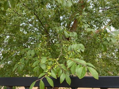 Ulmus parvifolia, photographed by Jaime González