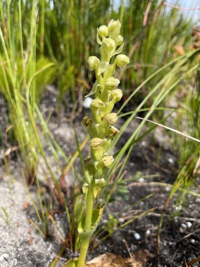 Pterygodium vermiferum, photographed by Sean Privett