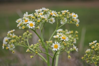 Senecio bonariensis, photographed by Romi Galeota Lencina
