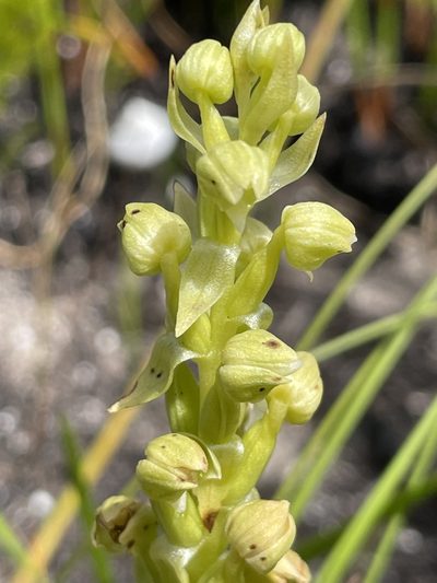 Pterygodium vermiferum, photographed by Sean Privett